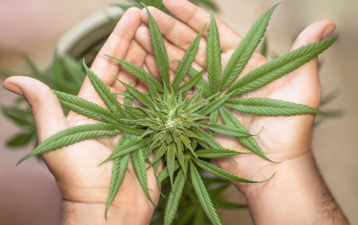 Marijuana Growth Stages Flowering