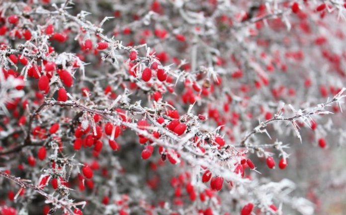 Winter Gardening Tips for the Perfect Frosty Flowers
