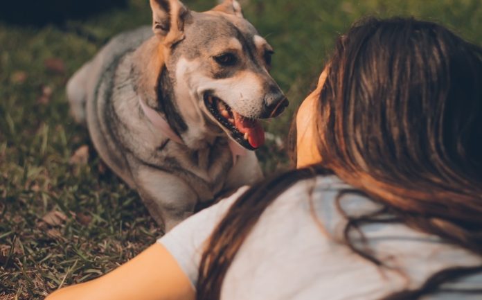 Reasons Why Dogs Are Considered Man's Best Friend