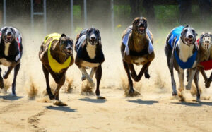Guide To Greyhound Racing