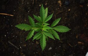 Marijuana Growth Stages