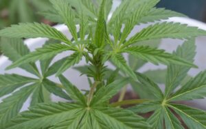 Common Cannabis Growing Mistakes