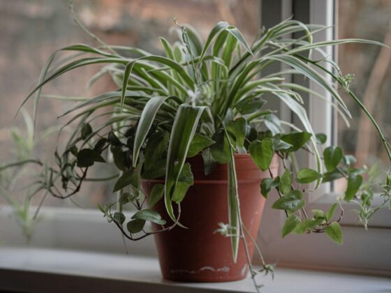 Best Indoor Plants That Boost Mood