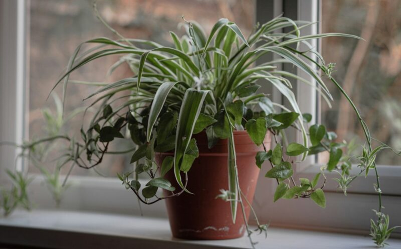 Best Indoor Plants That Boost Mood