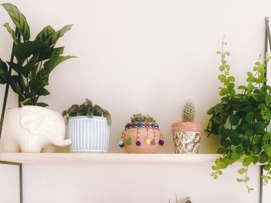 Easy-Care Plants for 2025: Low-Maintenance Favorites For Indoors