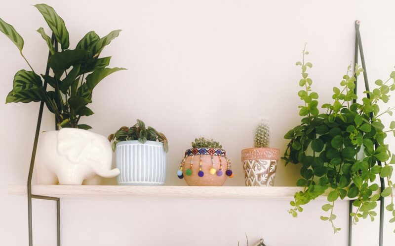 Easy-Care Plants for 2025: Low-Maintenance Favorites For Indoors