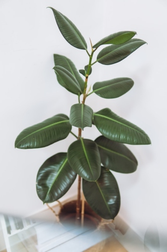 indoor rubber plant