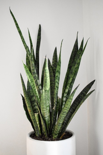 snake plant