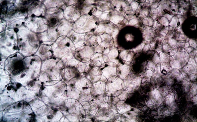 Transforming Disease Research