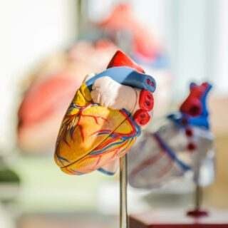 Cardiovascular