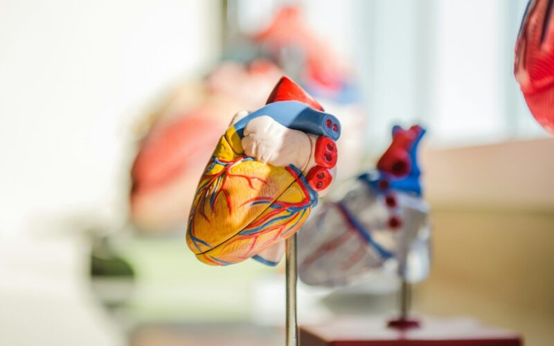 Cardiovascular